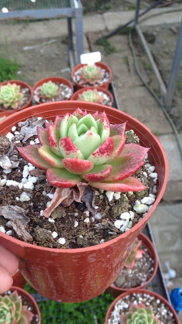 ��˿���Ͷ���·ֽ�糵���