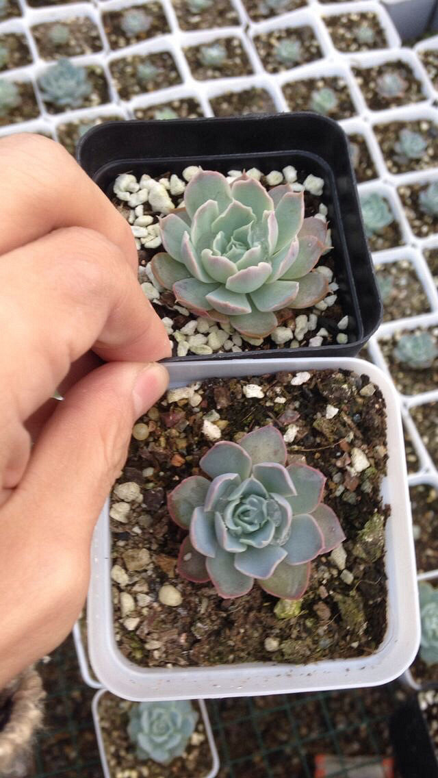 ��˿���Ͷ���·ֽ�糵���