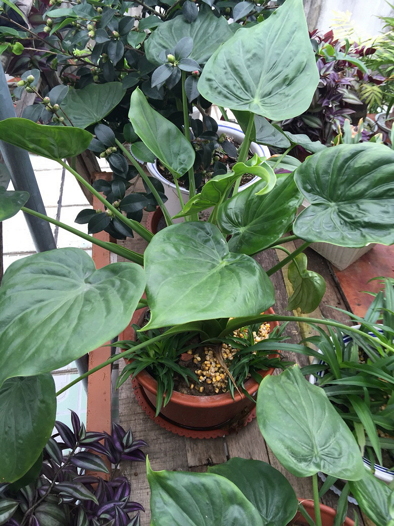 ��ӭ��λ������ɫֲ��