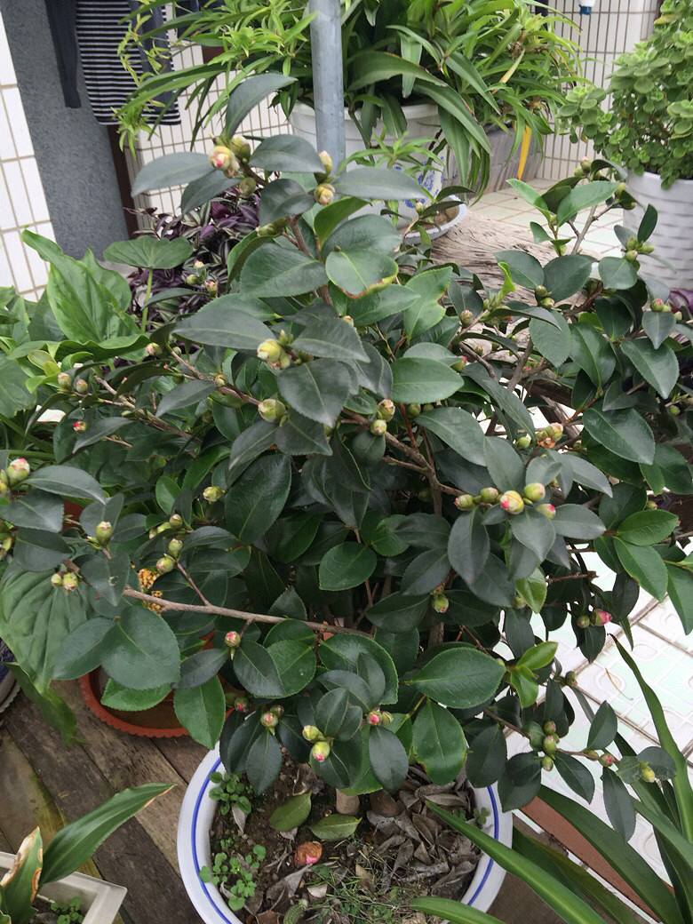 ��ӭ��λ������ɫֲ��