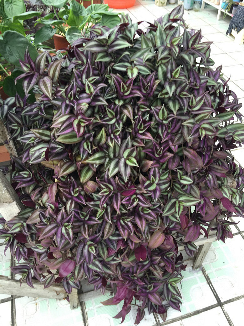 ��ӭ��λ������ɫֲ��