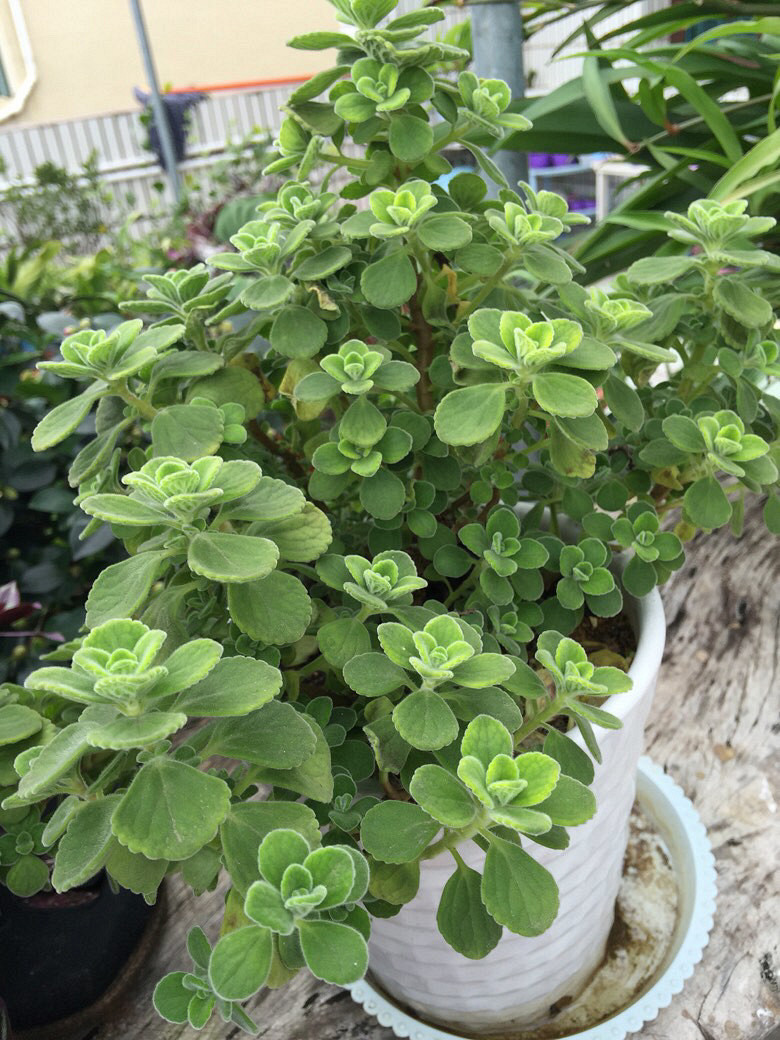 ��ӭ��λ������ɫֲ��