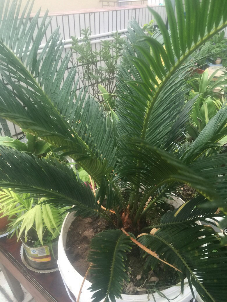 ��ӭ��λ������ɫֲ��