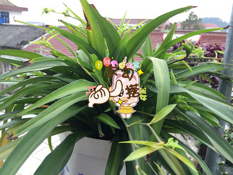 ��ӭ��λ������ɫֲ��