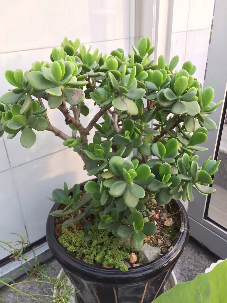 [�ֵ���õ�һ�����]