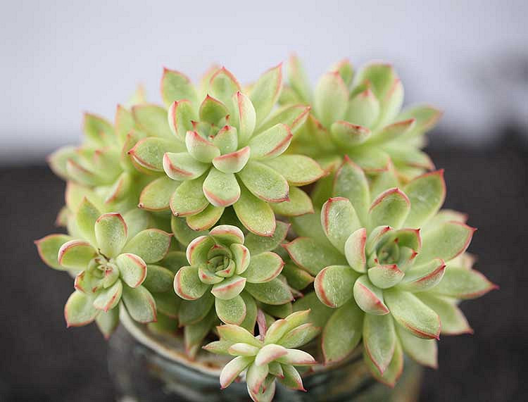 ɹ������  ����ؼۻ