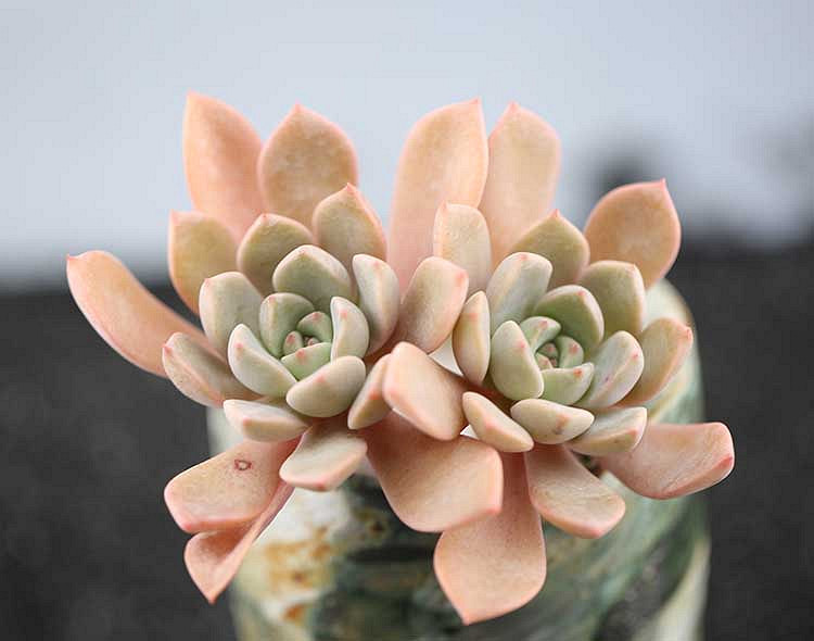 ɹ������  ����ؼۻ