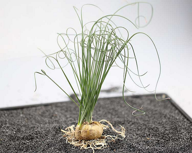 ɹ������  ����ؼۻ