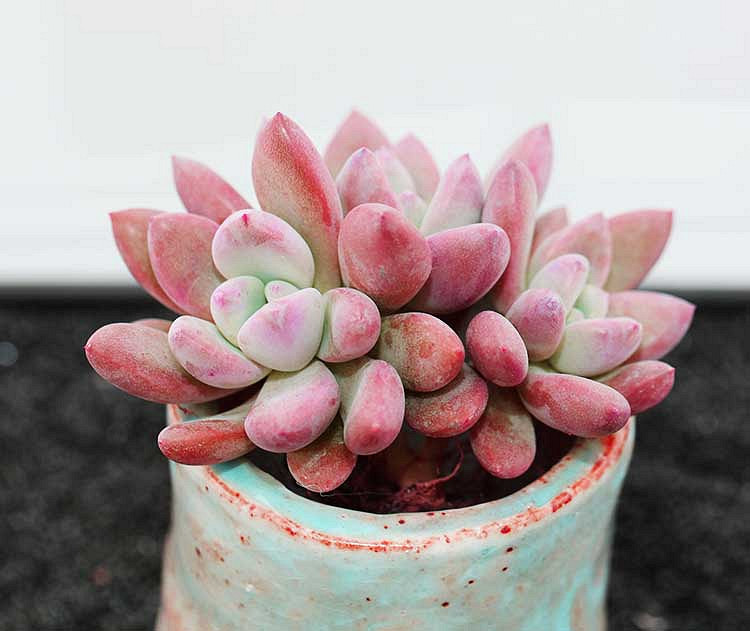 ɹ������  ����ؼۻ