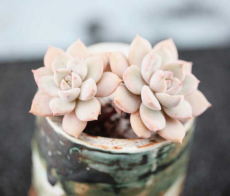 ɹ������  ����ؼۻ