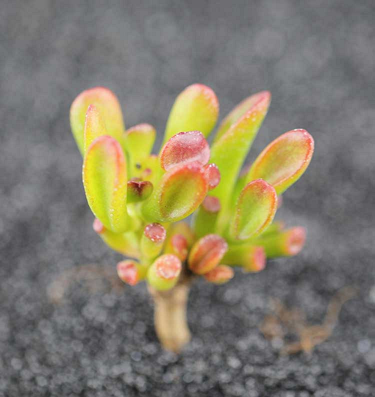 ɹ������  ����ؼۻ