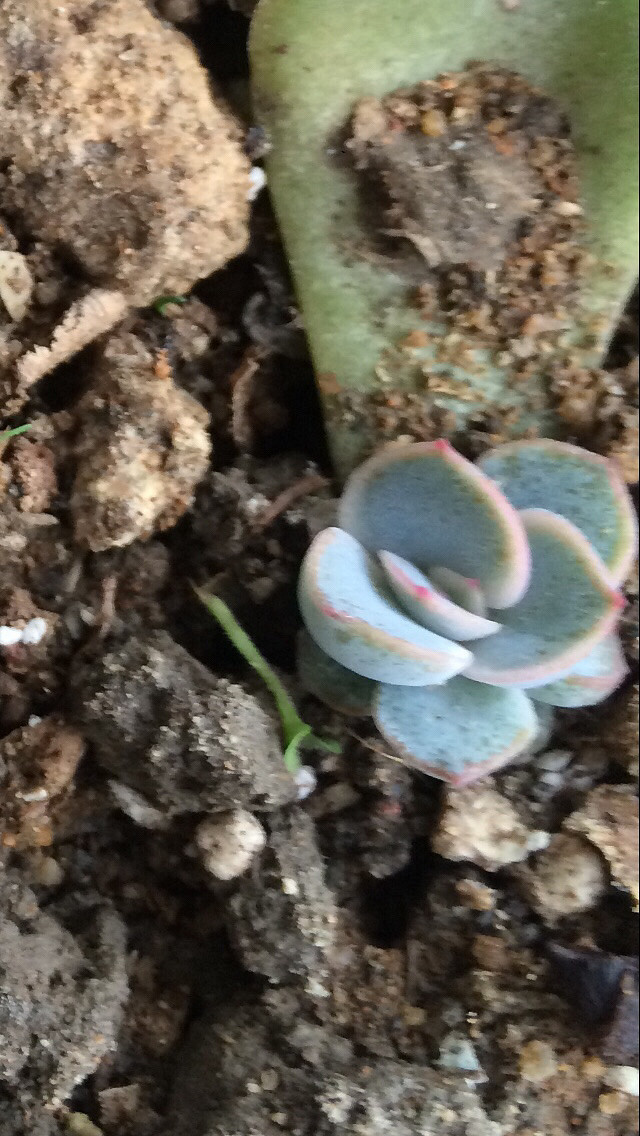 ɹɹ�Ҽҵ�����