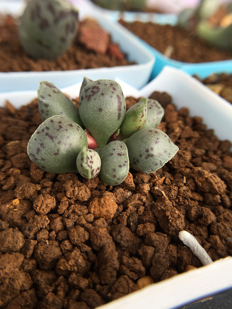 ��ϲ���Ķ���