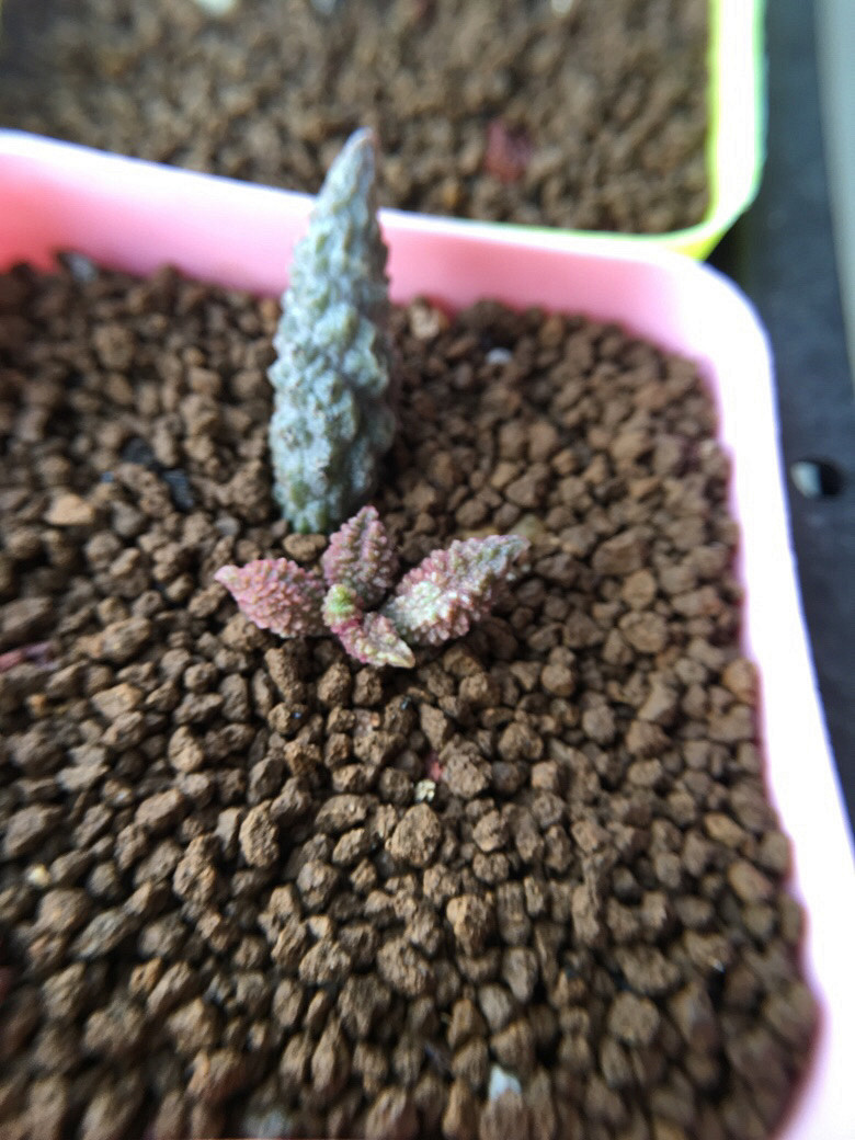 ��ϲ��������