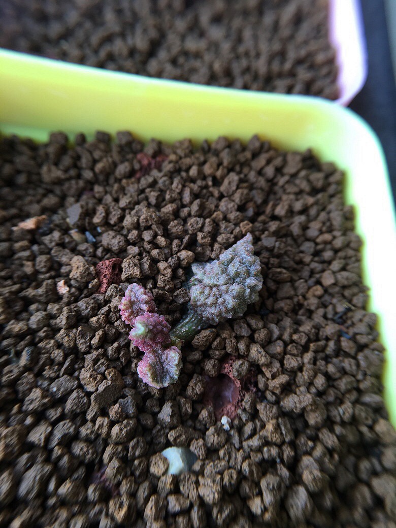 ��ϲ��������