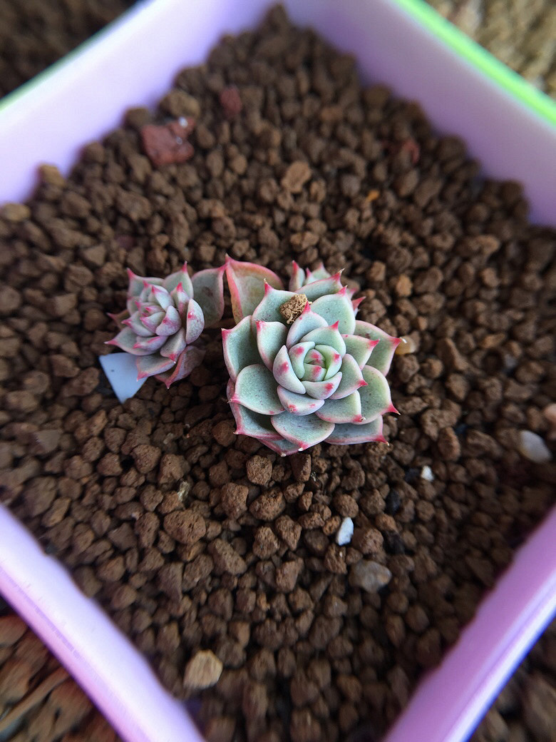 ��ϲ��������