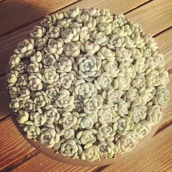 ���Ŷ��������