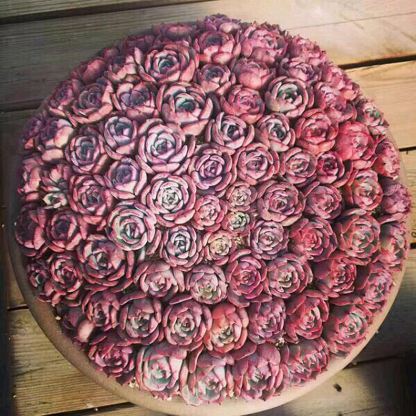 ���Ŷ��������