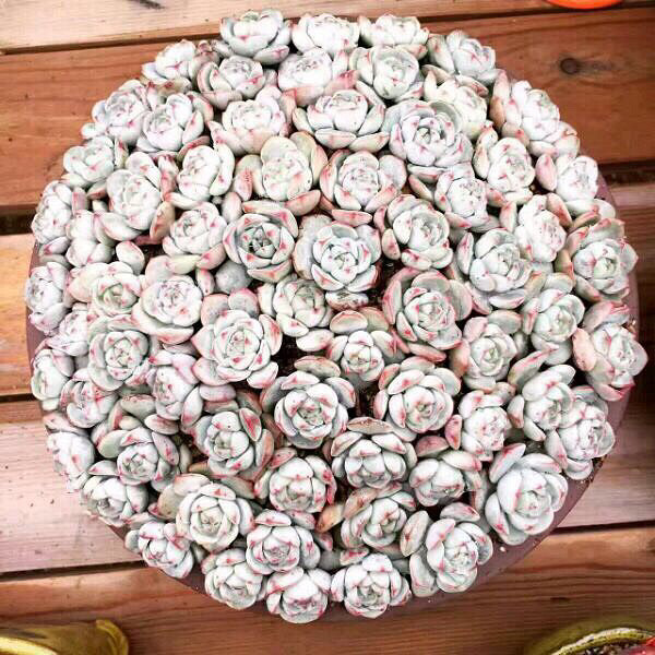 ���Ŷ��������