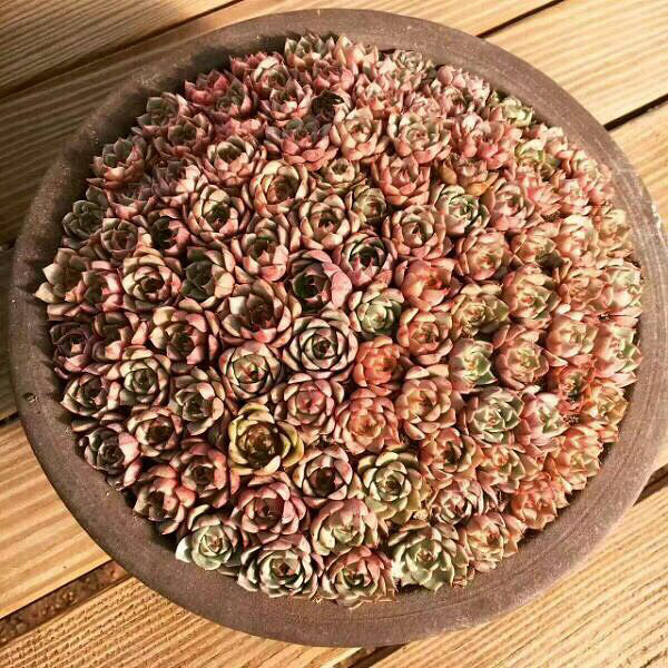 ���Ŷ��������