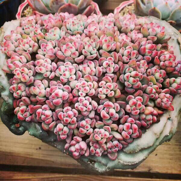 ���Ŷ��������