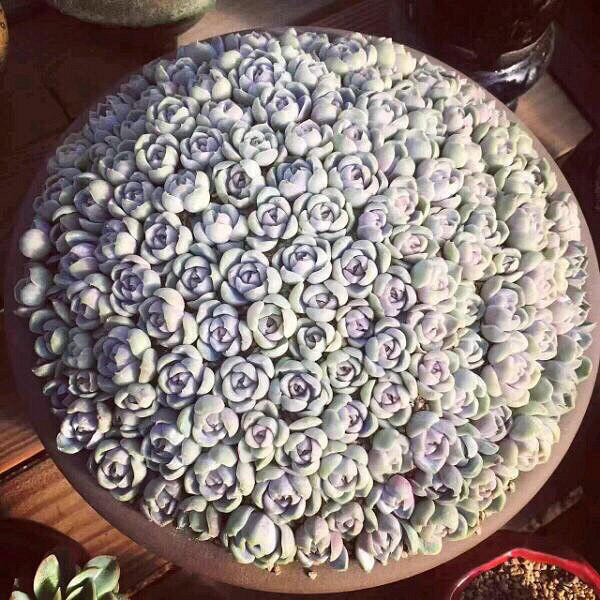 ���Ŷ��������