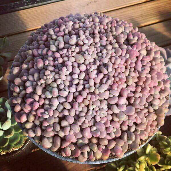 ���Ŷ��������