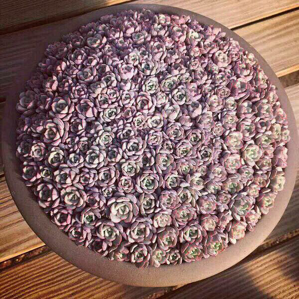 ���Ŷ��������