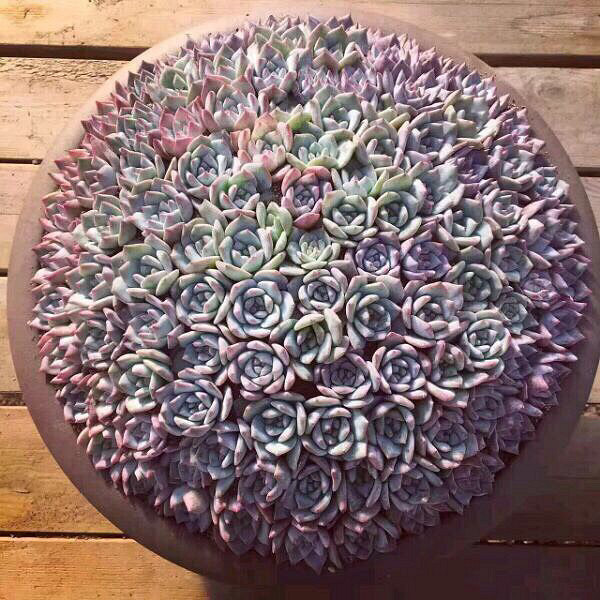 ���Ŷ��������