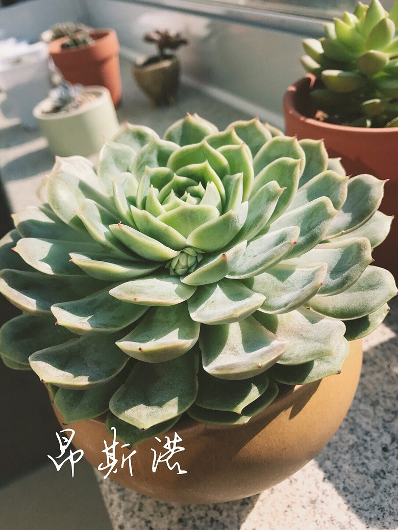 ����Ķ���