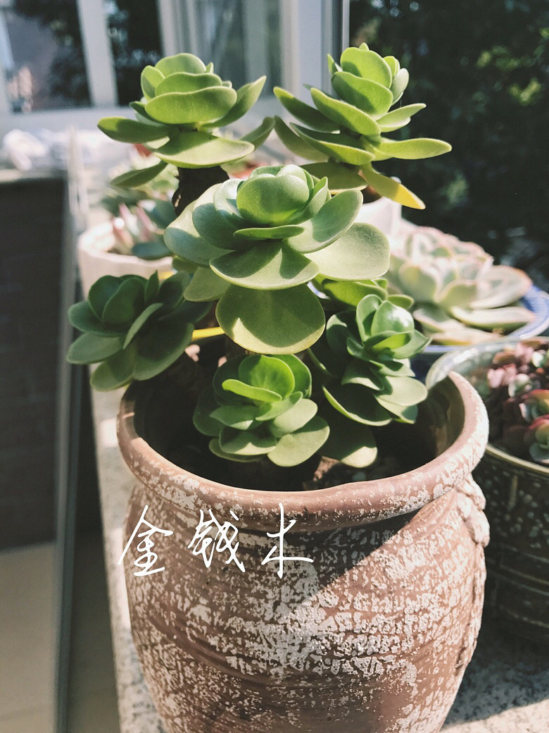 ����Ķ���