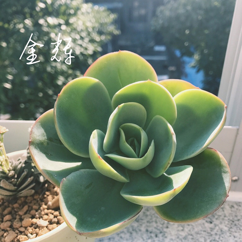 ����Ķ���