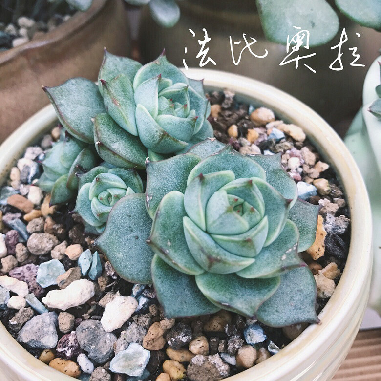 ����Ķ���