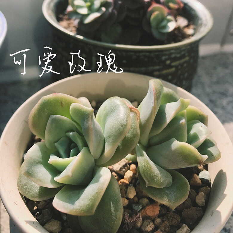 ����Ķ���