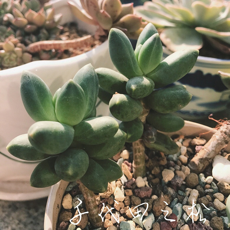 ����Ķ���