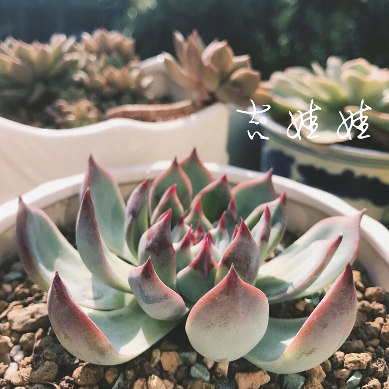 ����Ķ���