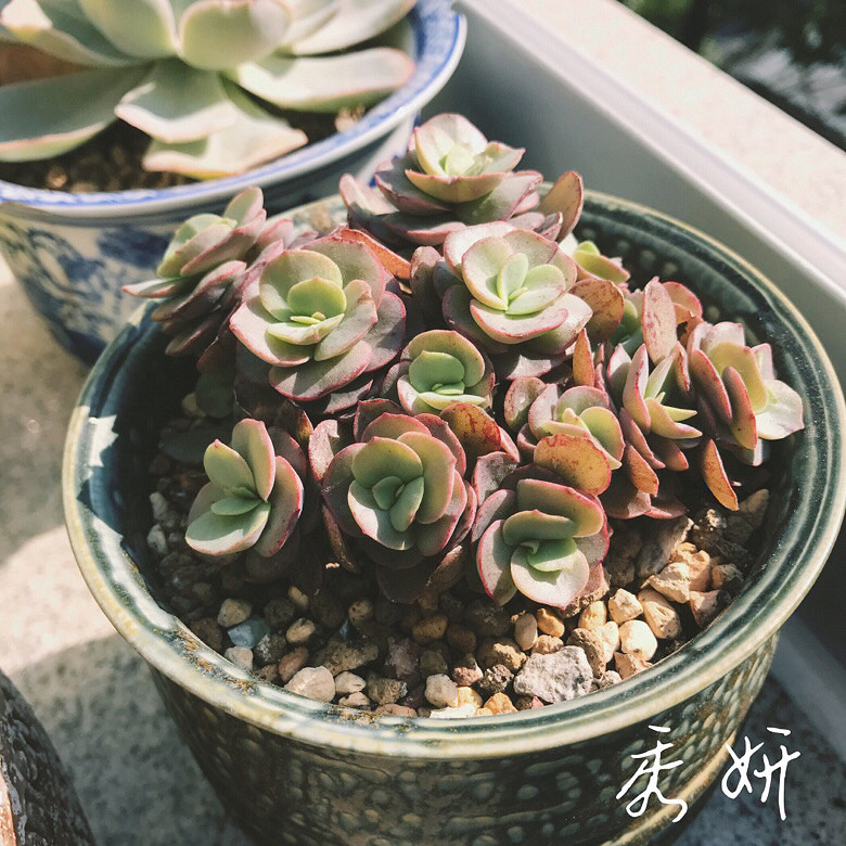 ����Ķ���