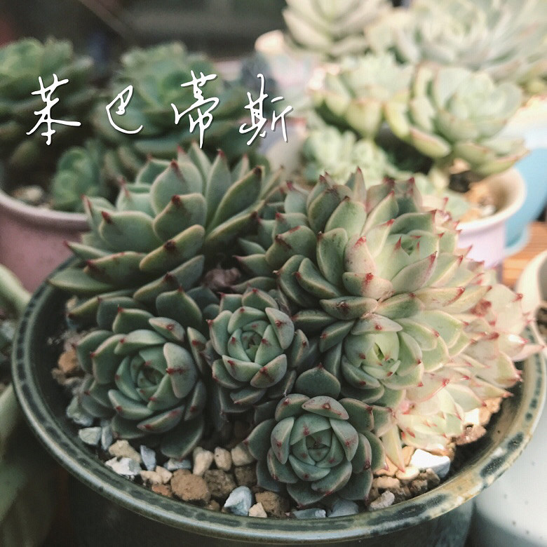 ����Ķ���