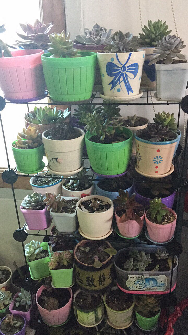 �캮�ض����ܿ��ˡ���