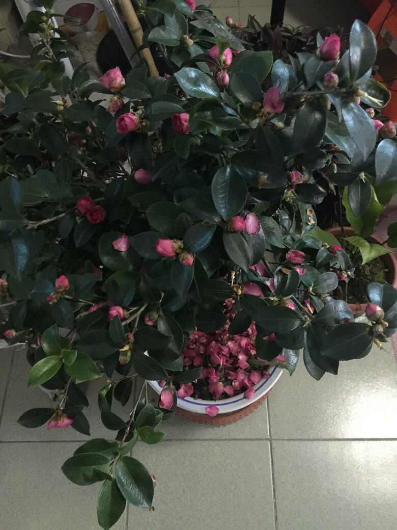 �캮�ض����ܿ��ˡ���