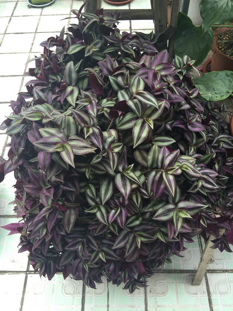 �캮�ض����ܿ��ˡ���