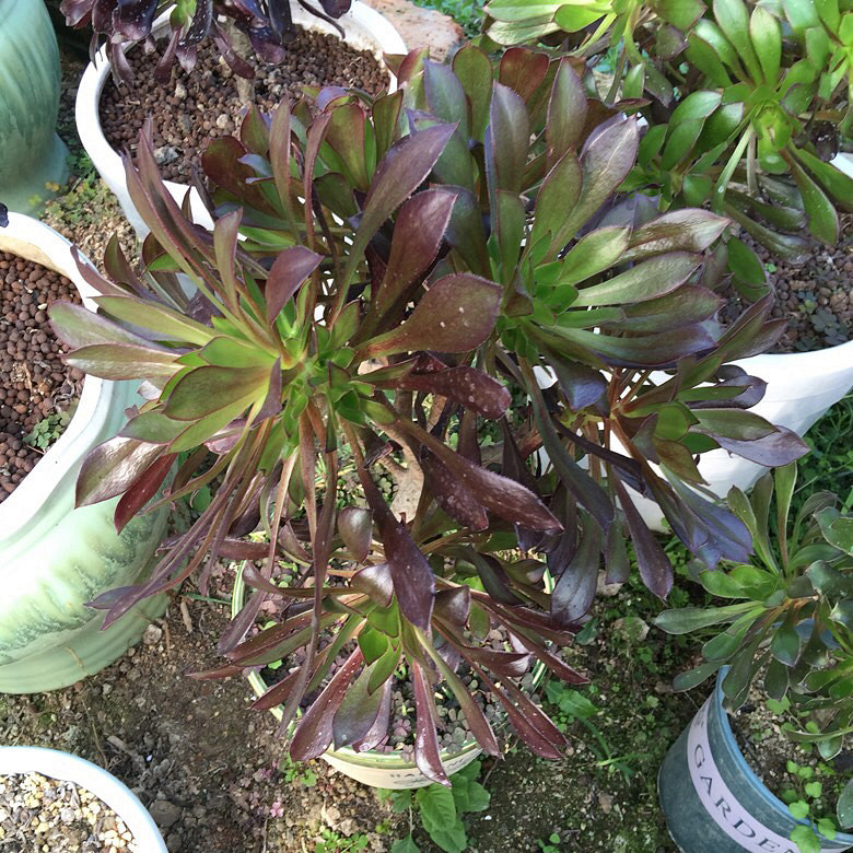 �캮�ض����ܿ��ˡ���