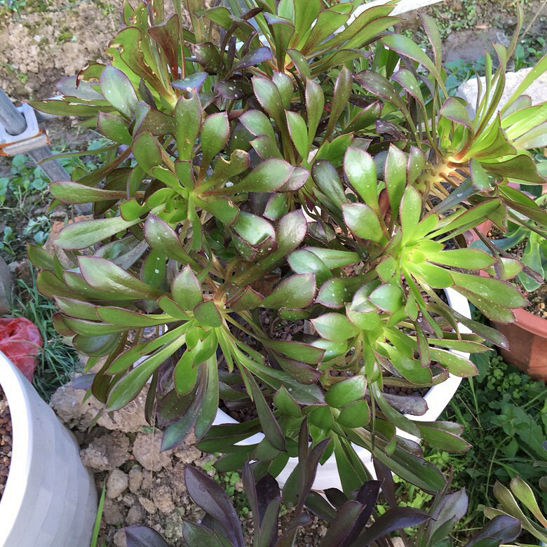 �캮�ض����ܿ��ˡ���