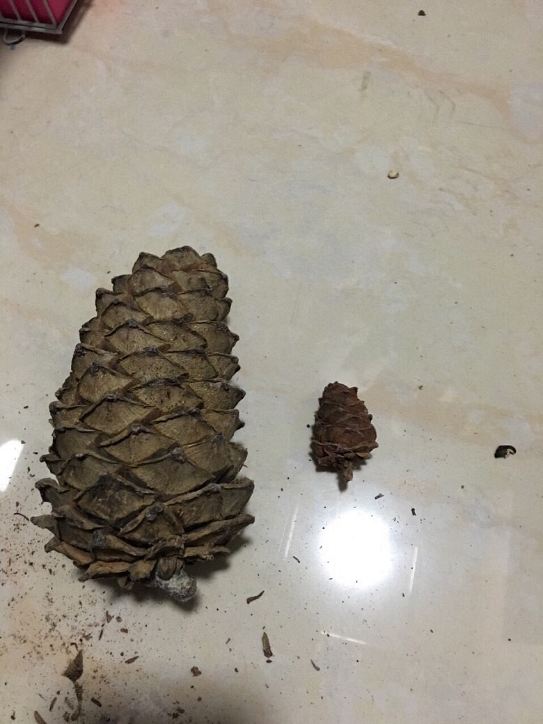 ����̫��