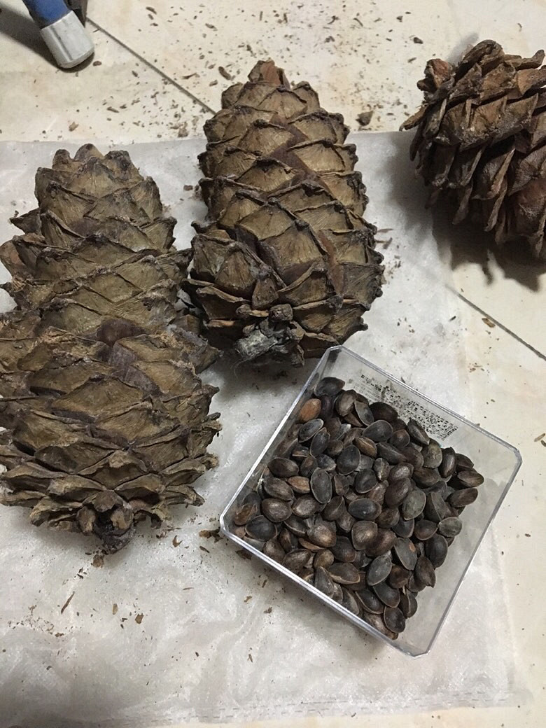 ����̫��