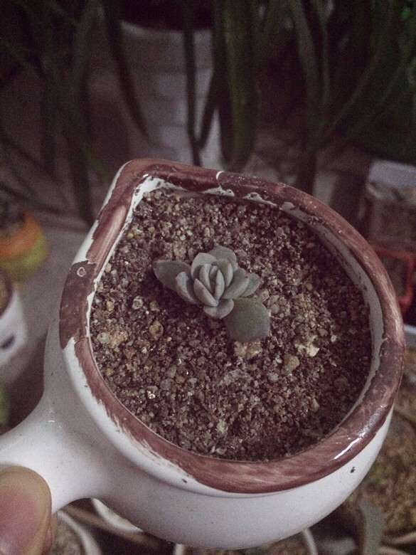 ˫ʮ�����������