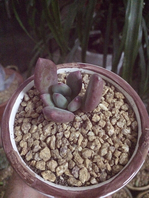 ˫ʮ�����������