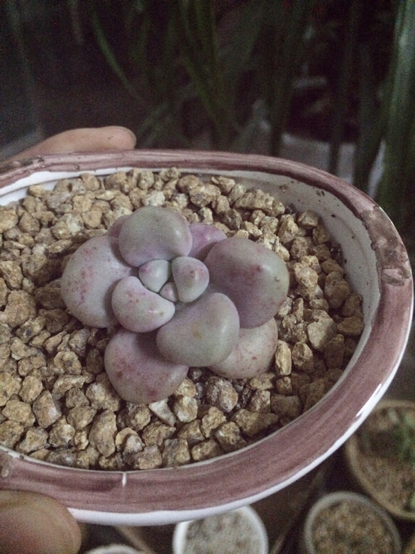 ˫ʮ�����������