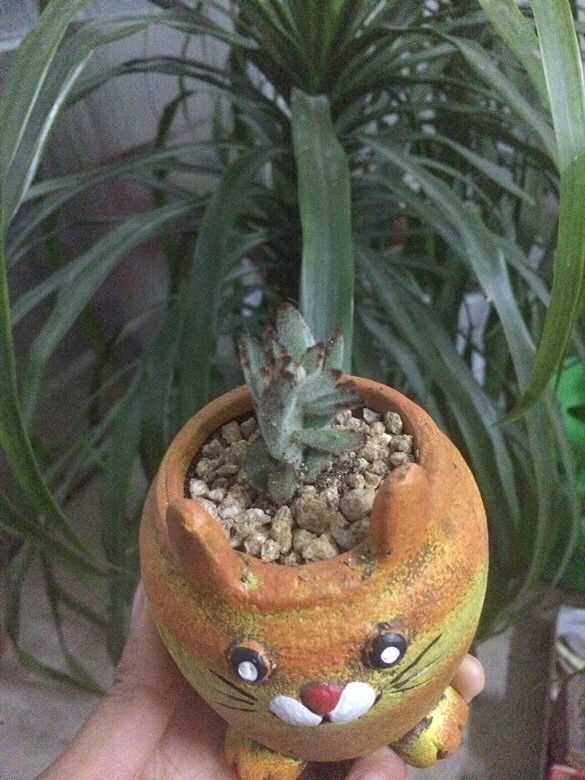 ˫ʮ�����������