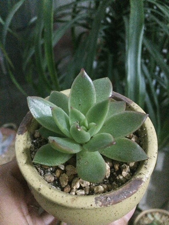 ˫ʮ�����������